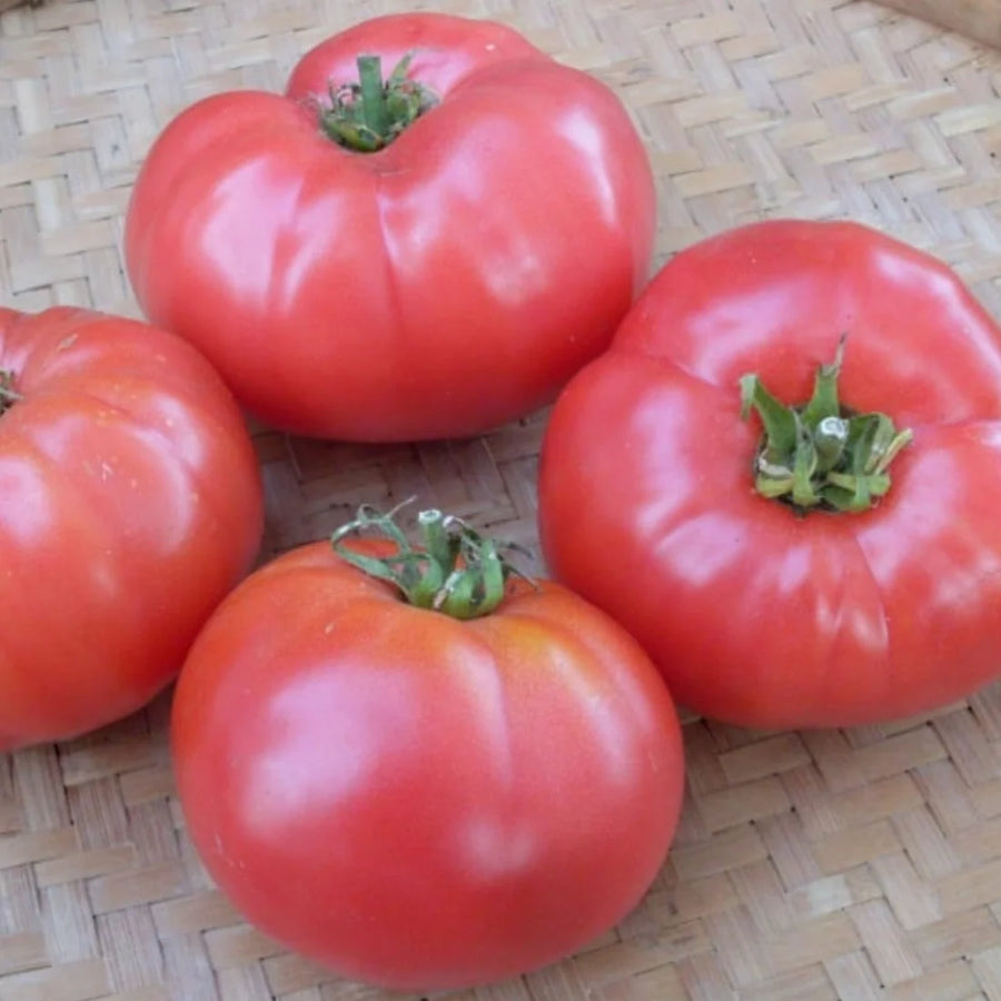 TOMATE ROSE - ROSABEC