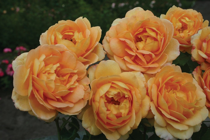 ROSA - SONNENWELT
