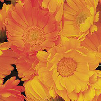 ORGANIC SEEDS: POT MARIGOLD
