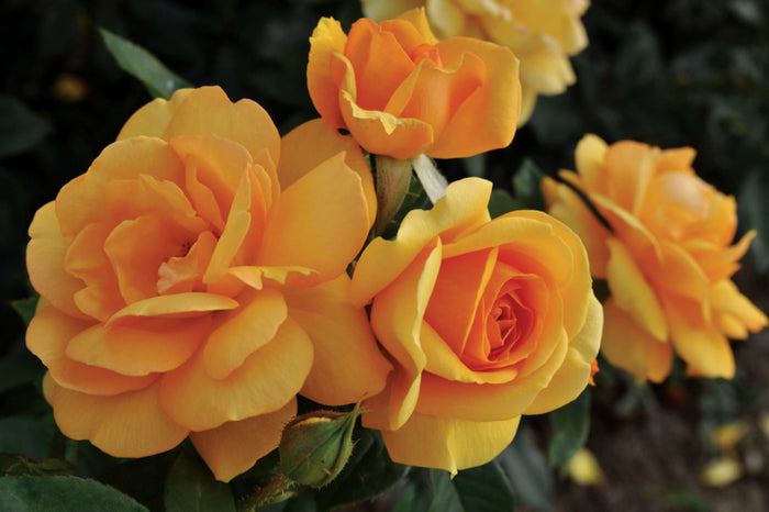 ROSA - SOUTH AFRICA SUNBELT