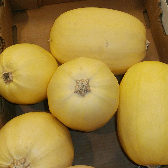 SPAGHETTI SQUASH