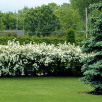 SPIRAEA - VANHOUTTEI