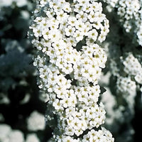 SPIRAEA - VANHOUTTEI