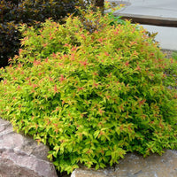 SPIRAEA JAPONICA - GOLDMOUND