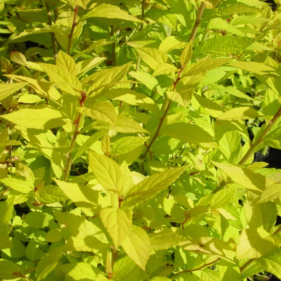 SPIRAEA JAPONICA - GOLDMOUND