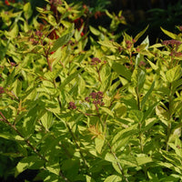 SPIRAEA JAPONICA - GOLDMOUND