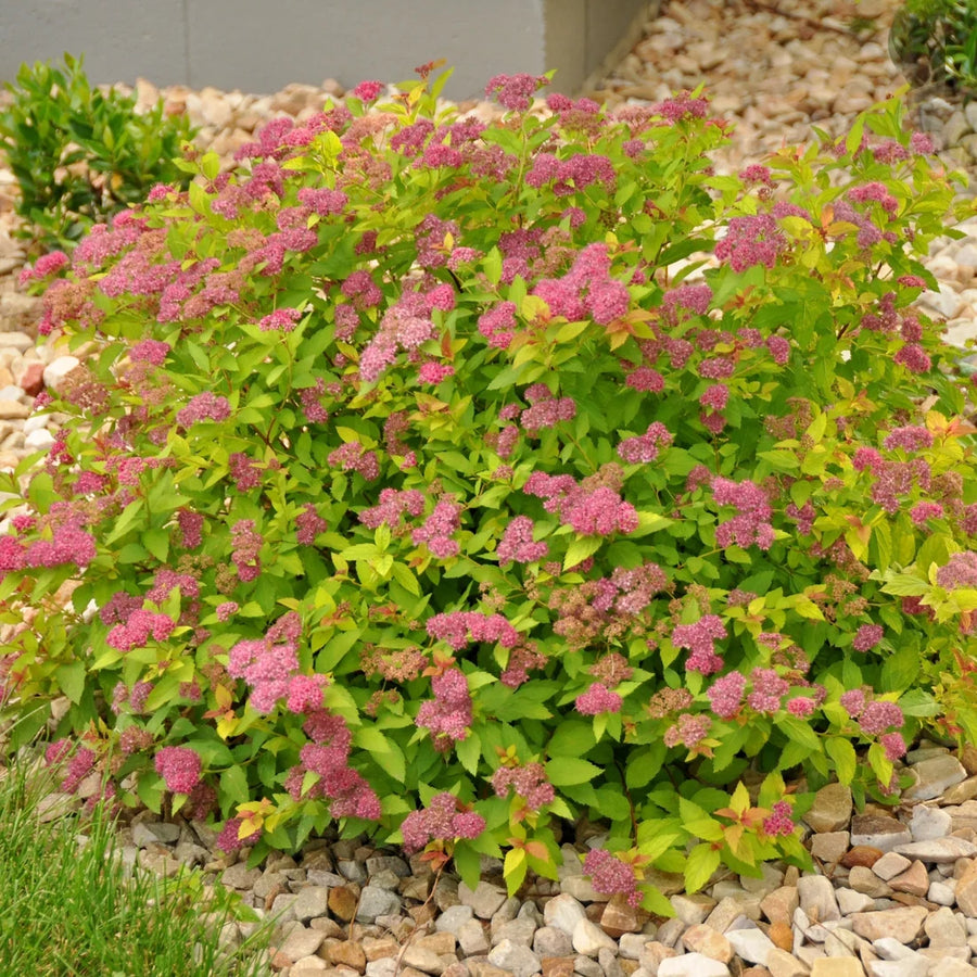 SPIRAEA JAPONICA - MAGIC CARPET