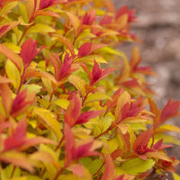 SPIRAEA JAPONICA - MAGIC CARPET
