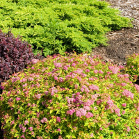 SPIRAEA JAPONICA - MAGIC CARPET