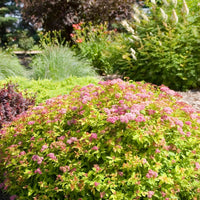 SPIRAEA JAPONICA - MAGIC CARPET