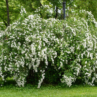 SPIRAEA NIPPONICA - SNOWMOUND