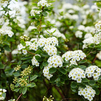 SPIRAEA NIPPONICA - SNOWMOUND