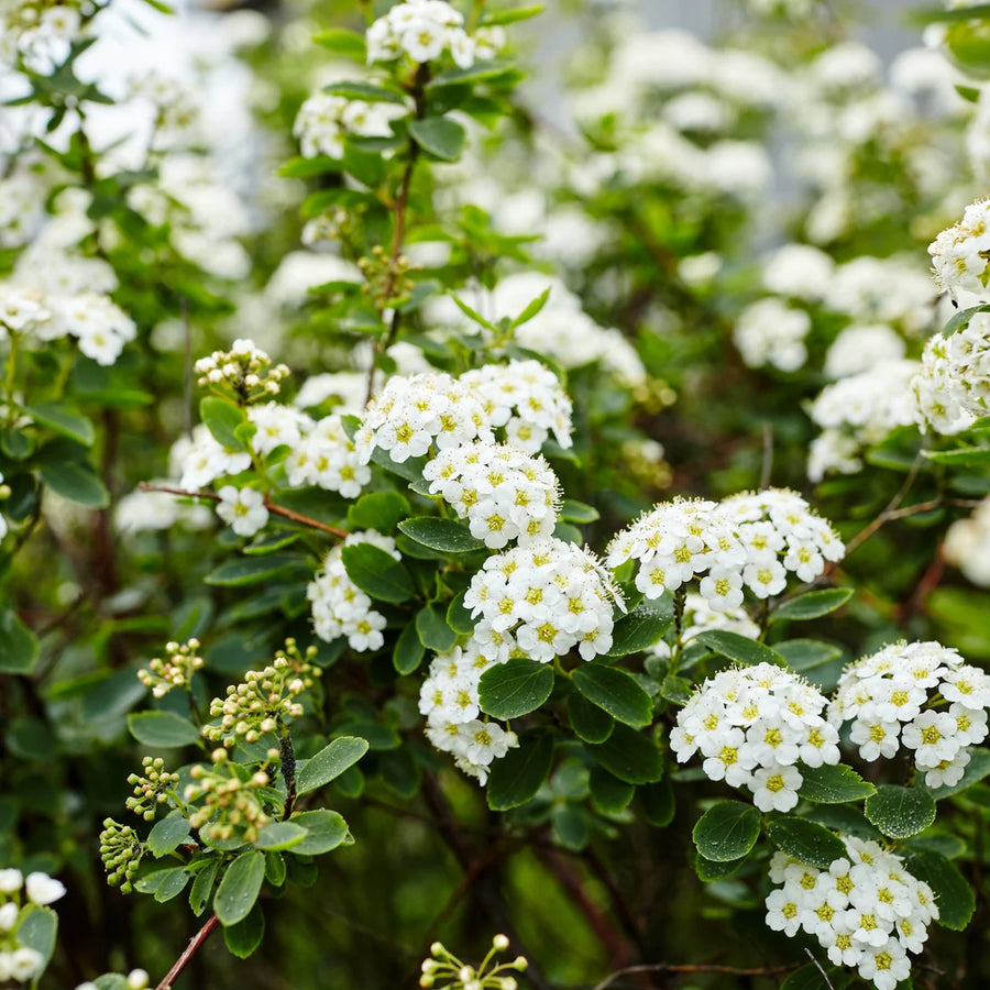 SPIRAEA NIPPONICA - SNOWMOUND