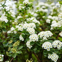 SPIRAEA - VANHOUTTEI