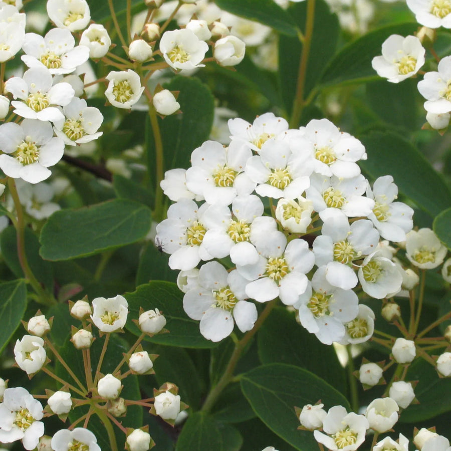 SPIRAEA - VANHOUTTEI