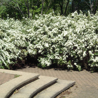 SPIRAEA - VANHOUTTEI