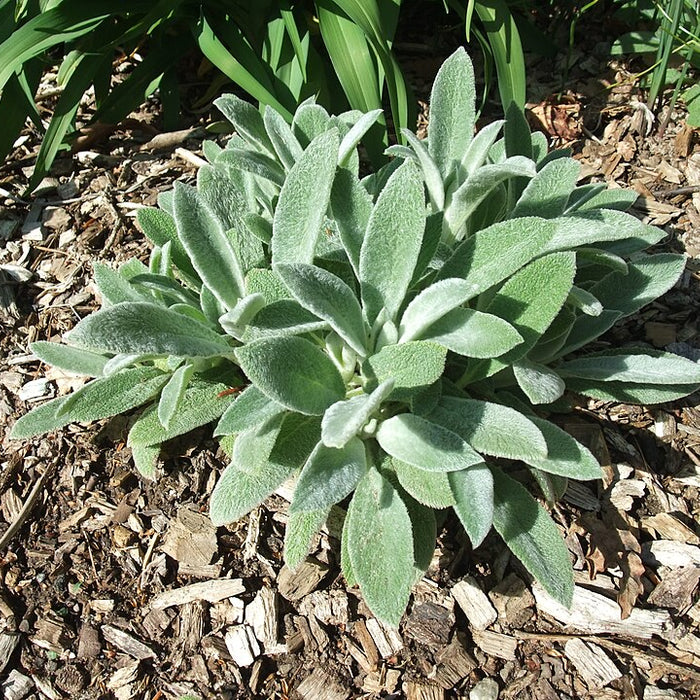 STACHYS BYZANTINA