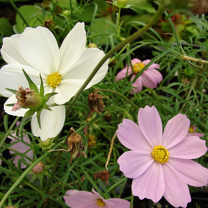 COSMOS BIPINNATUS - SONATA MELANGE