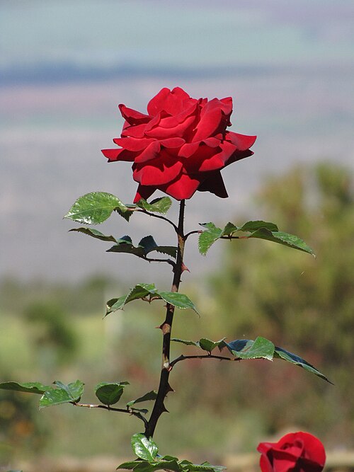 ROSE - CRIMSON BOUQUET