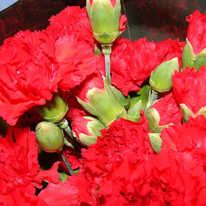 DIANTHUS CARYOPHYLLUS ROUGE