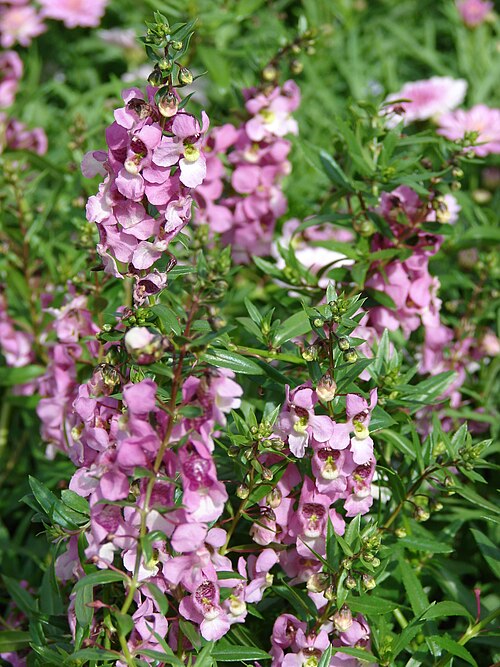 ANGELONIA - ROSE