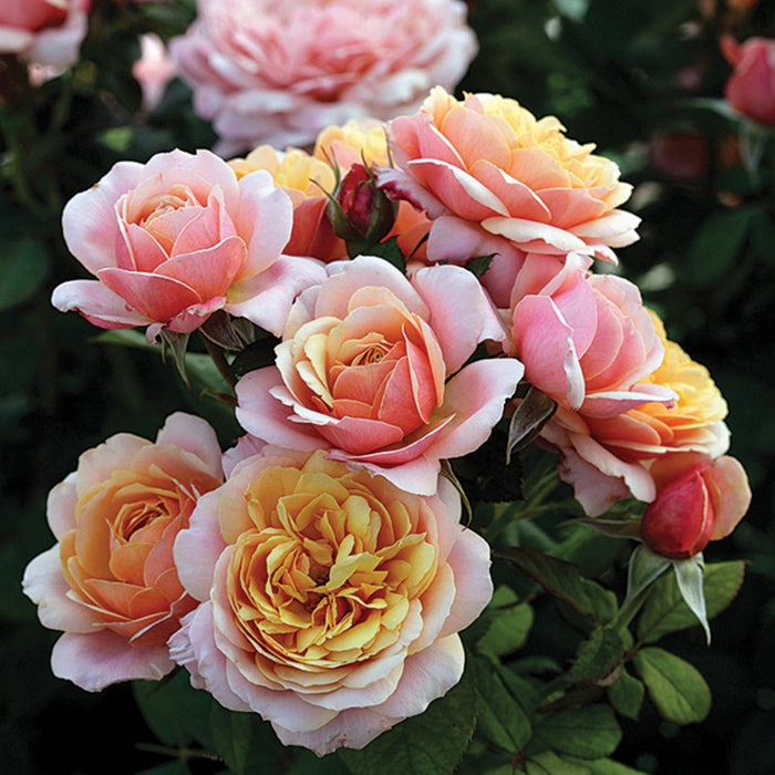 ROSA - STATE OF GRACE