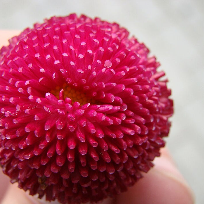 BELLIS PERENNIS - POMPONETTE