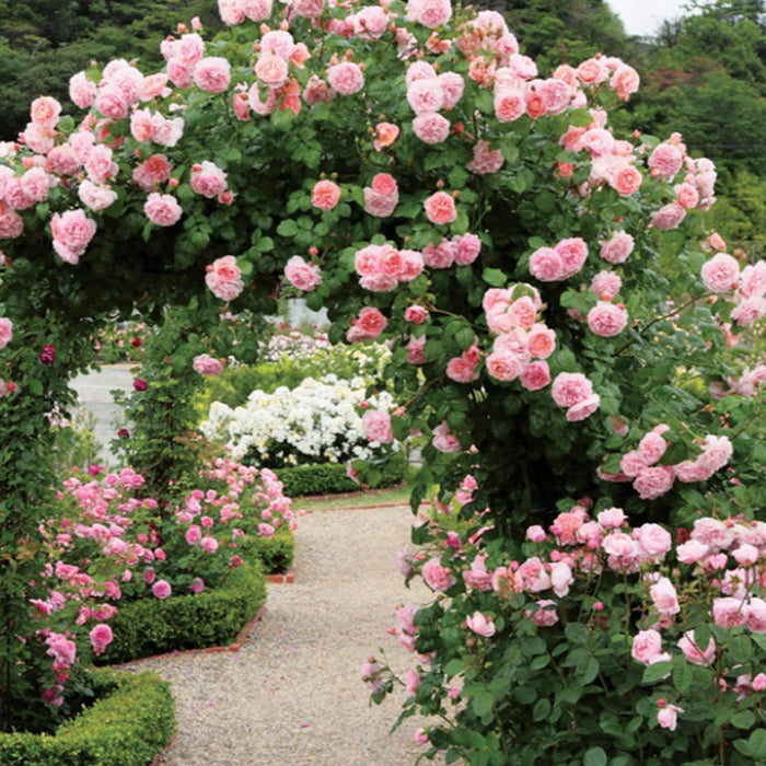 ROSA - STRAWBERRY HILL