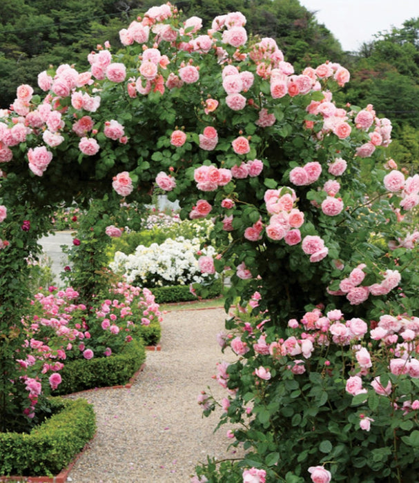 ROSA - STRAWBERRY HILL
