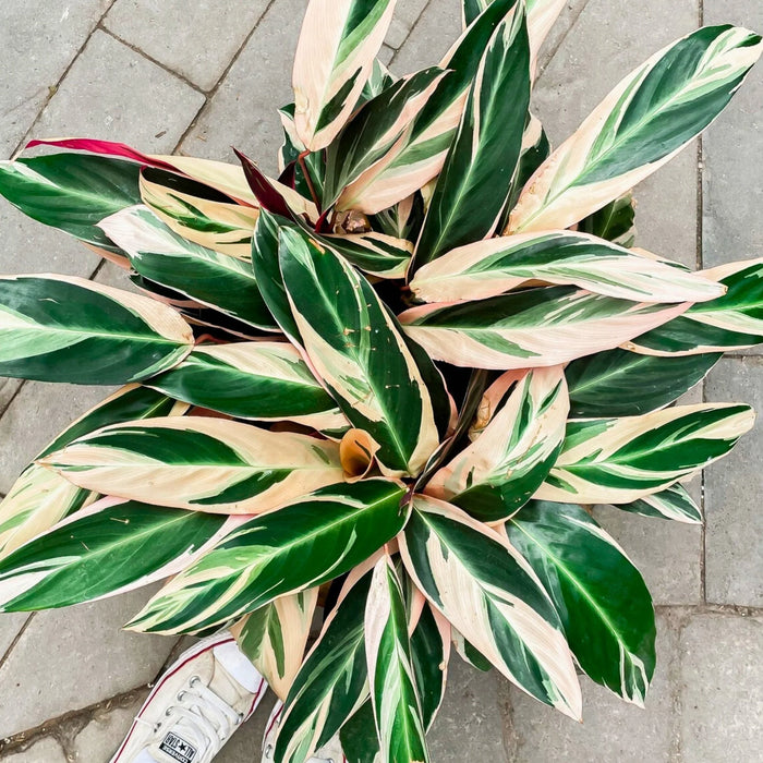 STROMANTHE SANGUINEA - TRIOSTAR