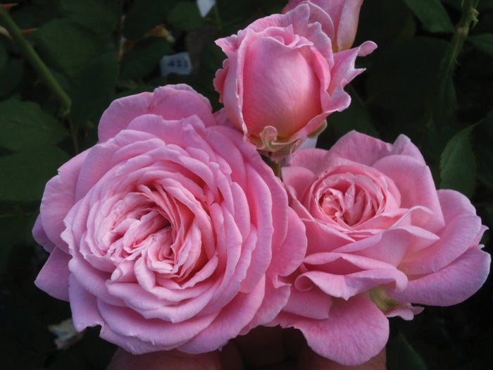 ROSA - SUMMER ROMANCE PARFUMA