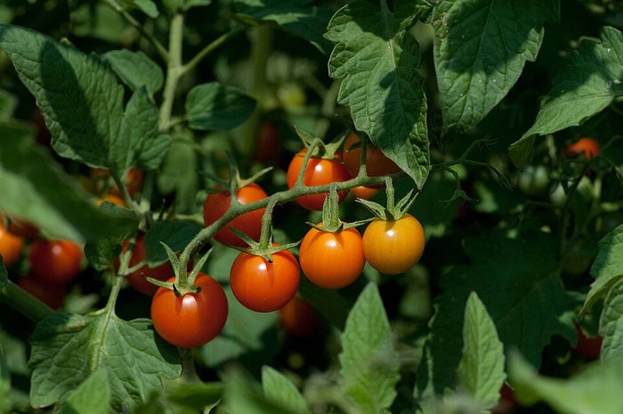 TOMATE CERISE - SUN GOLD