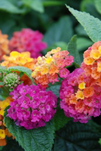 LANTANA SUNNYVILLE - ORANGE