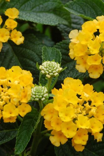 LANTANA SUNNYVILLE - YELLOW