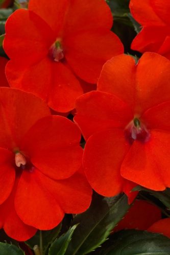IMPATIENS SUNPATIENS - COMPACT ELECTRIC ORANGE