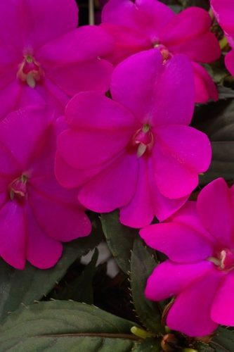 IMPATIENS SUNPATIENS - COMPACT LILAC