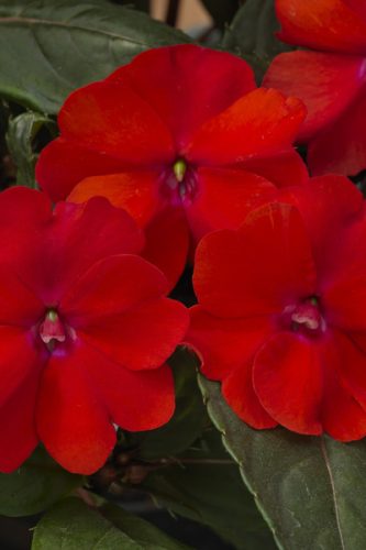 IMPATIENS SUNPATIENS - COMPACT RED