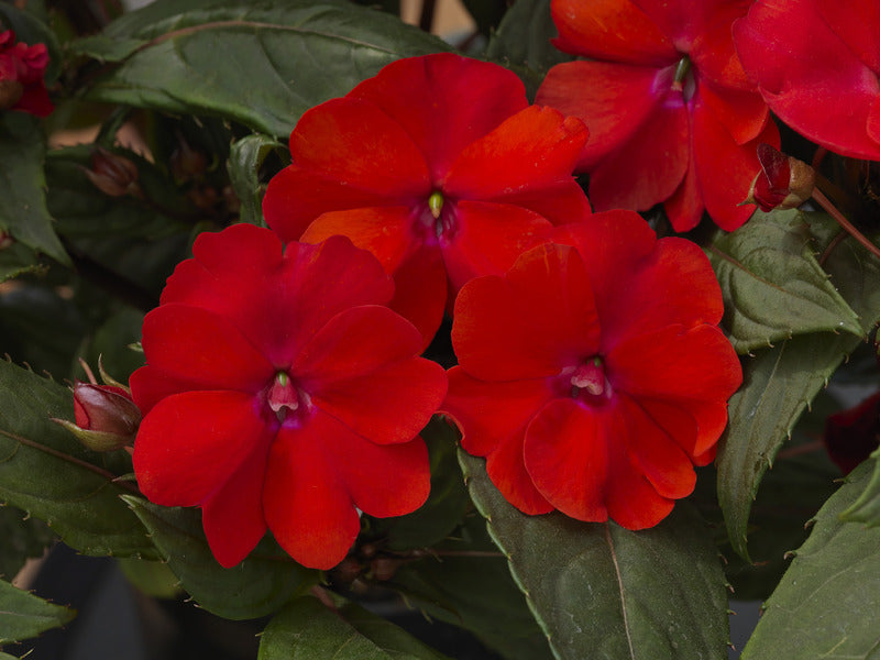 IMPATIENS INTERSPÉCIFIQUE SUNPATIENS COMPACT RED
