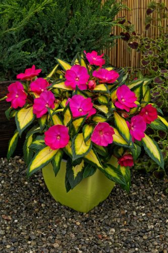 IMPATIENS SUNPATIENS - COMPACT TROPICAL ROSE