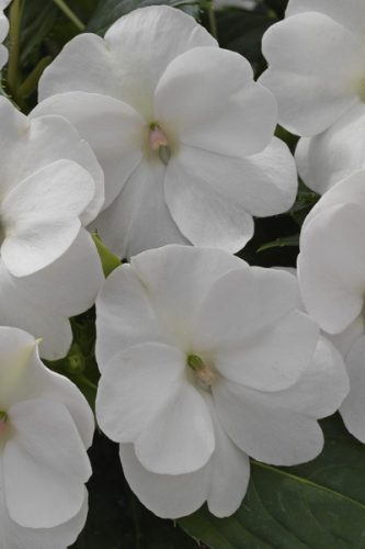 IMPATIENS SUNPATIENS - COMPACT CLASSIC WHITE