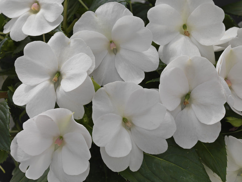 IMPATIENS INTERSPÉCIFIQUE SUNPATIENS COMPACT CLASSIC WHITE