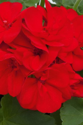 PELARGONIUM SUNRISE - RED BRIGHT