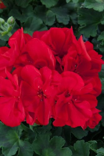 PELARGONIUM SUNRISE - DARK RED