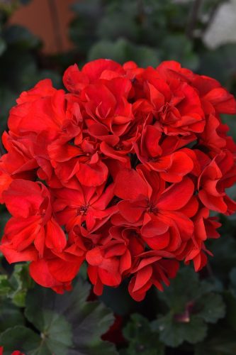 PELARGONIUM SUPER MOON - RED