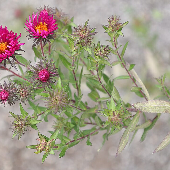 ASTER NOVAE-ANGLIAE - ALMA POTSCHKE