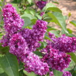 SYRINGA VULGARIS - CHARLES JOLY