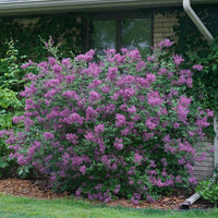 SYRINGA BLOOMERANG DARK PURPLE