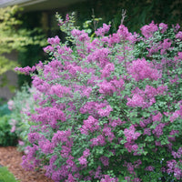 SYRINGA BLOOMERANG DARK PURPLE