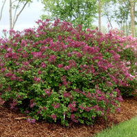 SYRINGA BLOOMERANG DARK PURPLE