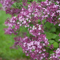 SYRINGA BLOOMERANG DARK PURPLE